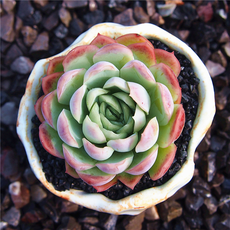 能兴多肉 柠檬贝瑞月影系状态好 多肉植物云南基地满 4838 裸根不带土