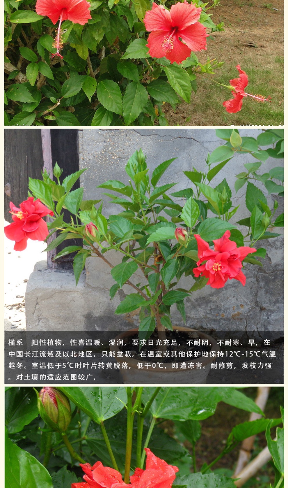 雅卉(yahui) 重瓣扶桑花苗 朱槿牡丹 盆栽花卉色彩鮮豔 黃金時光