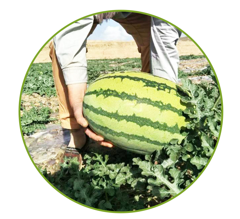 骏化 巨型懒汉王西瓜种子冰糖麒麟王早佳8424京欣硒砂大瓜四季水果