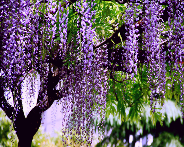 农田,街道,花园,庭院结果季节:不结果开花季节:春季,夏季货号:a级紫藤