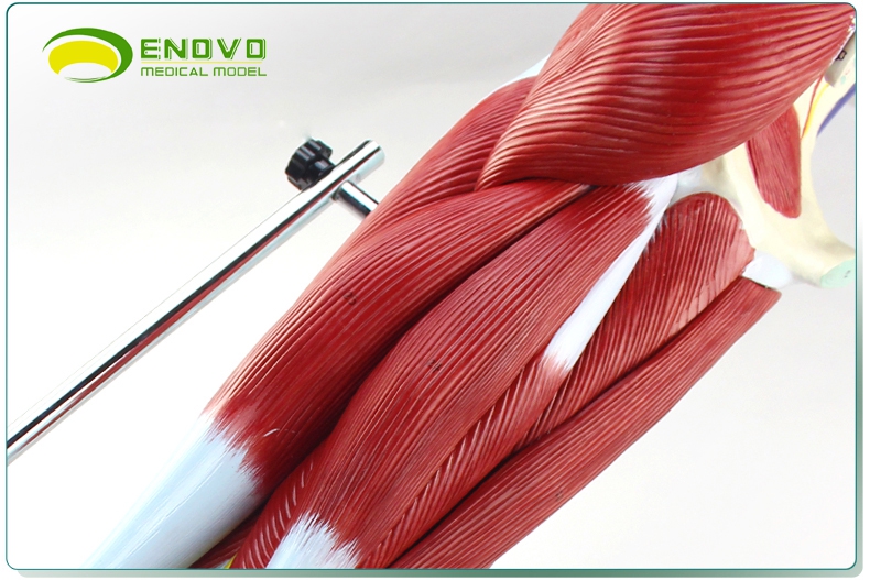 模型腿部运动系统医学人体解剖大腿血管神经肌肉体育运动残疾培训康复