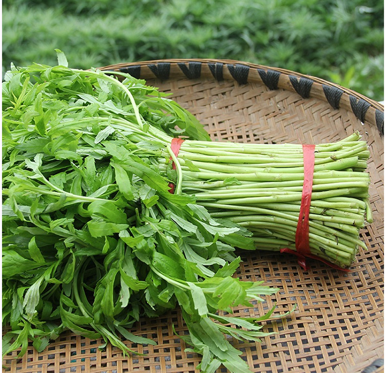 农家新鲜芦蒿藜蒿蔬菜蓠蒿水蒿泥蒿蒿子杆青篱蒿泥耗菜去叶去根毛芦蒿