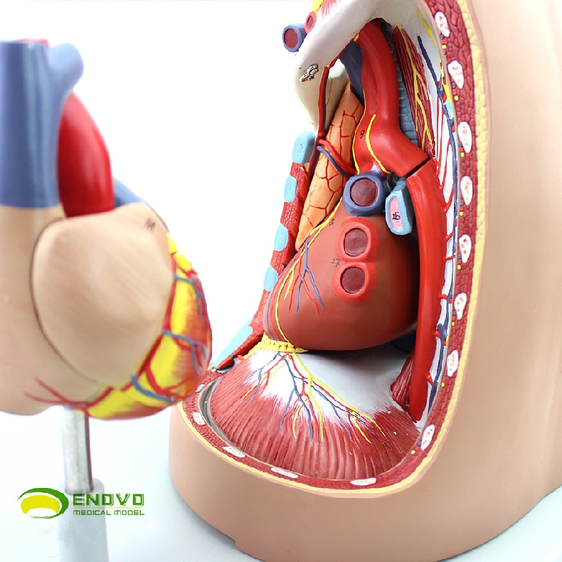 enovo頤諾人體縱膈模型縱隔四分區心包竇胸膜呼吸系統胸腺心臟模型胸