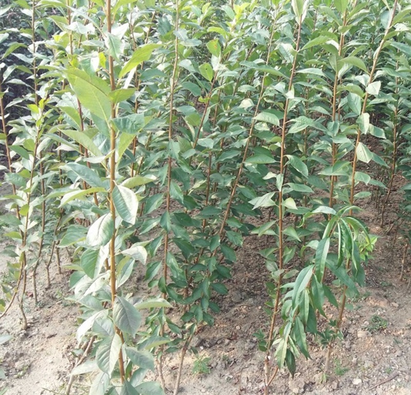 李子树苗 黄金奈李苗 黄金蜜李 嫁接苗南方北方种植当年结果中熟 一年