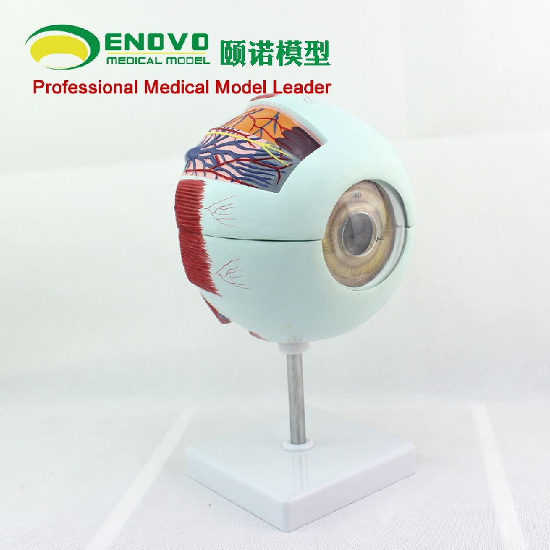 enovo颐诺专业版医学人体眼球解剖模型眼睛结构模型结构眼睛眼球眼角