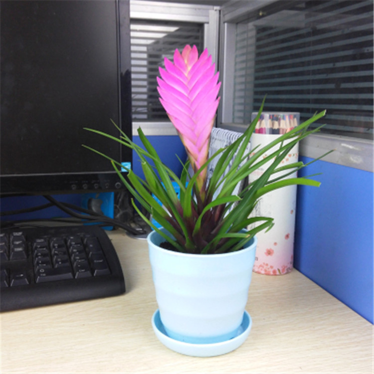 铁兰花紫花凤梨千年冰莲室内铁兰花卉桌面盆栽 草绿色 不含盆_现价-1