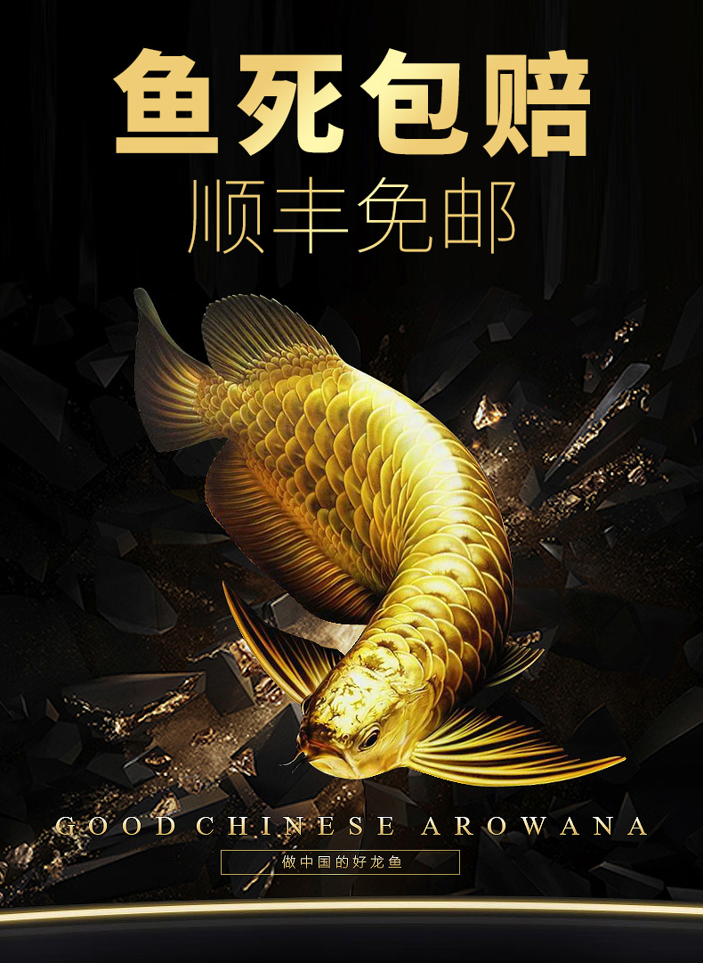 金龙鱼活体 银龙鱼龙鱼活体淡水观赏鱼风水鱼招财鱼 高背宝石金龙鱼