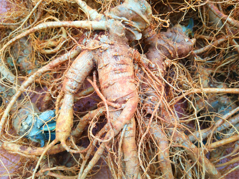 源外园 新鲜三七 500g 生三七 田七 新鲜采摘 云南文山可泡酒 4个500g