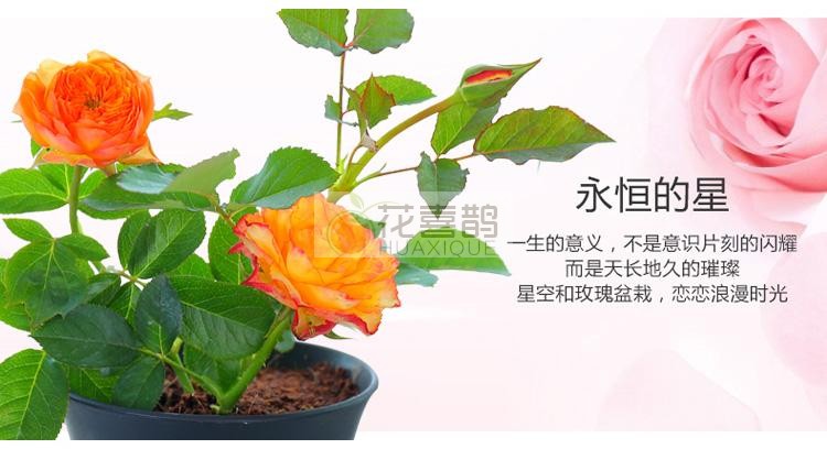 哪里有月季花苗卖的
