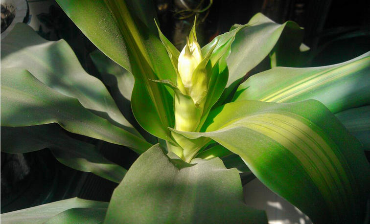 香龙血树 室内植物 客厅绿植 花卉木 也门铁 绿叶巴西铁中苗90-100