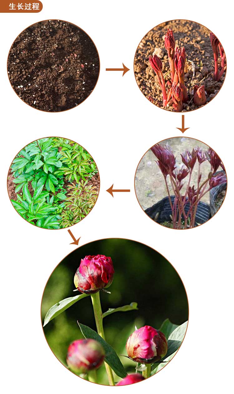 8元3棵芍药根块带芽当年开花庭院地栽盆栽绿植芍药种球根花卉 3棵 可