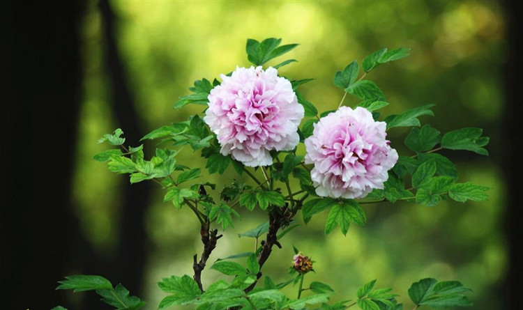 洛阳牡丹花苗带芽发货观赏花室内外庭院植物盆栽牡丹花酒红色中国红3