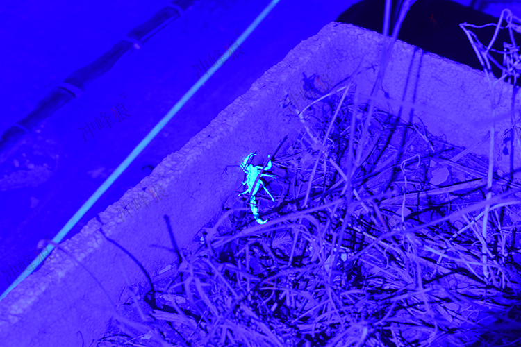 大功率t6强紫光抓蝎子捕蝎灯双光源紫外线固化手电筒验钞灯 q5强紫光