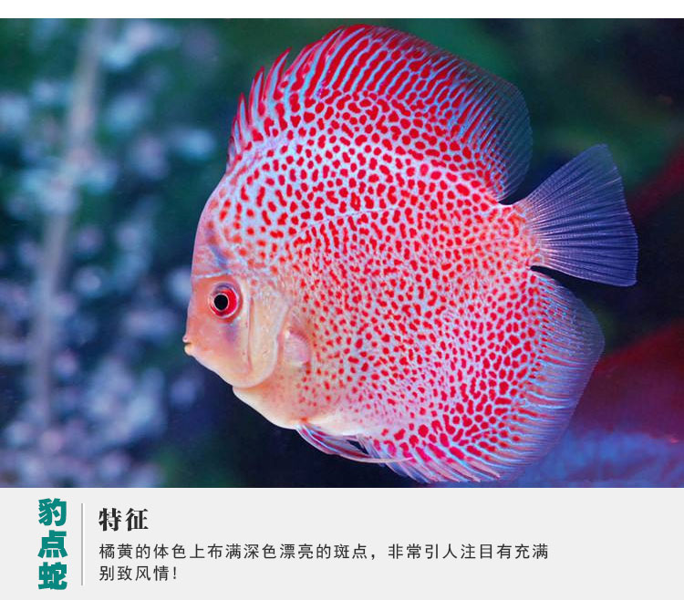 27863928263商品名称:观赏鱼活体 七彩神仙热带鱼 南美观赏鱼 宠物鱼