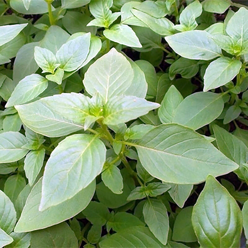 恬女神新鲜荆芥菜大叶荆茎芥菜调味蔬菜2斤