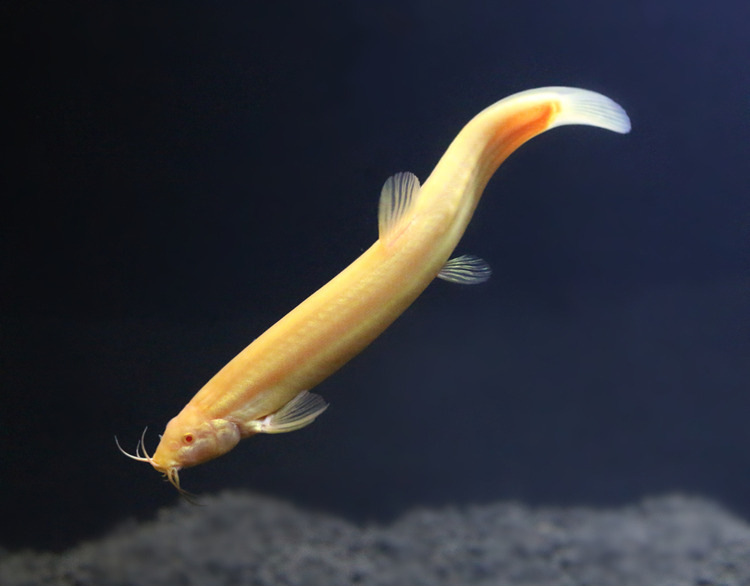 saryor活体鱼小金龙观赏鱼冷水鱼清洁鱼活体宠物清道夫鱼金泥鳅黄金鳅