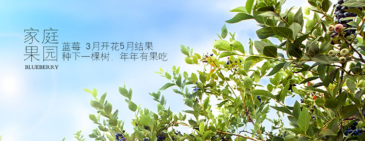 蓝莓幼苗多少钱一株