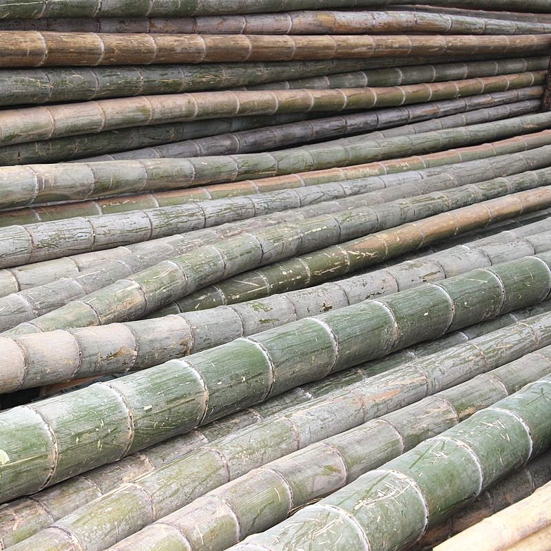 苏之卉 粗竹竿大毛竹竿 菜园搭架细竹杆庭院装饰篱笆竹围栏 2厘2米长