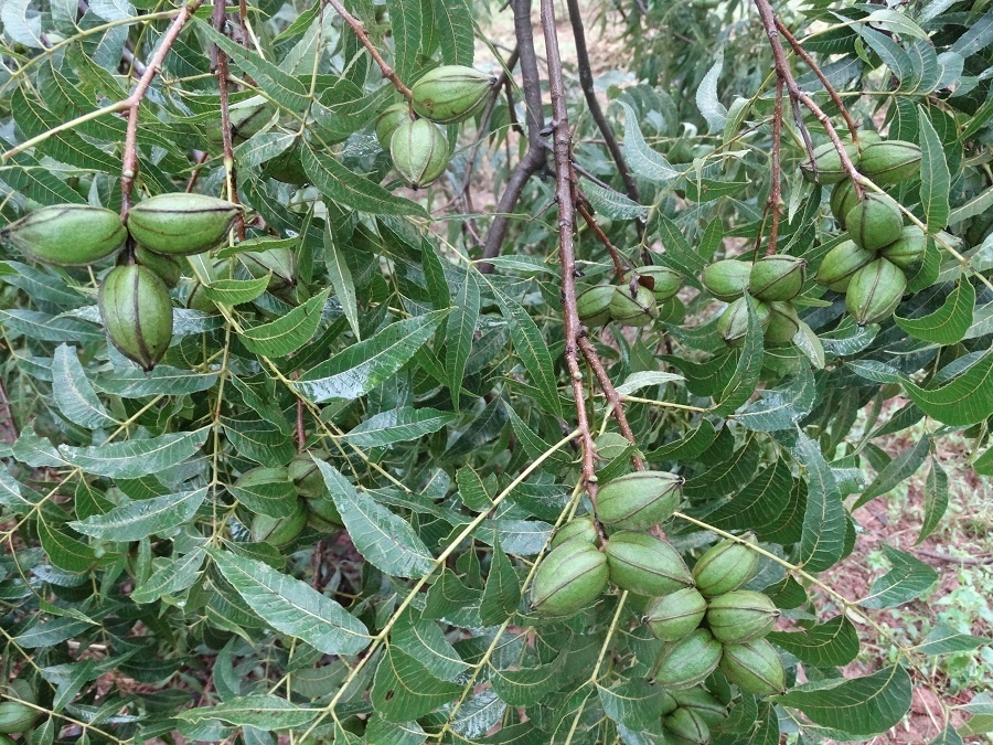 如何種植碧根果