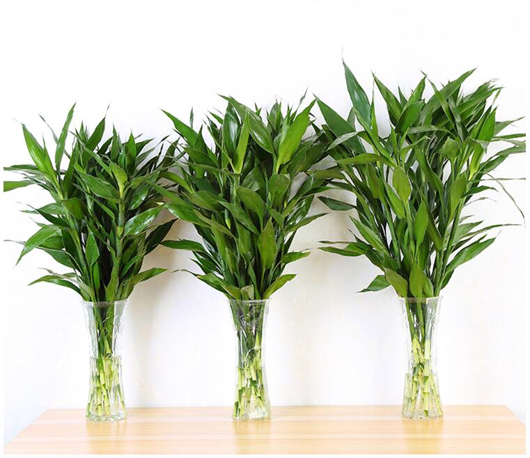 御卉阁水培富贵竹大叶竹转运竹开运竹龙竹室内盆栽绿植水培植物转运竹