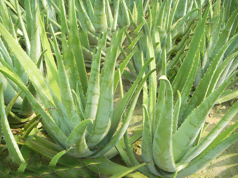 613年生新鲜库拉索芦荟叶芦荟苗芦荟叶片库拉索芦荟叶片213年生1000克
