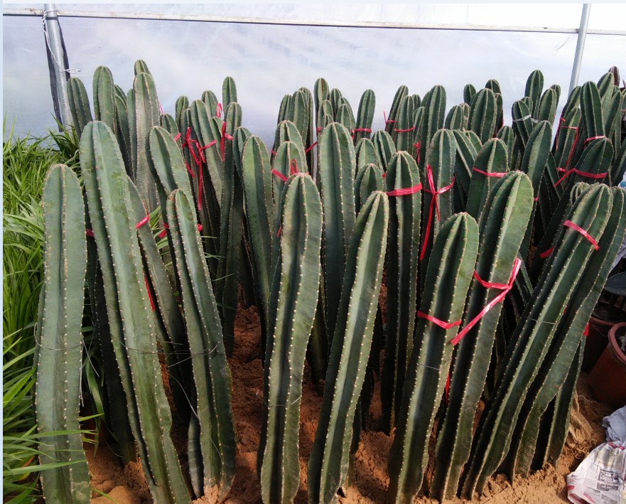 盆栽绿植花卉多肉植物龙骨盆栽 防辐射 室内净化空气 龙骨柱苗 紫骨单