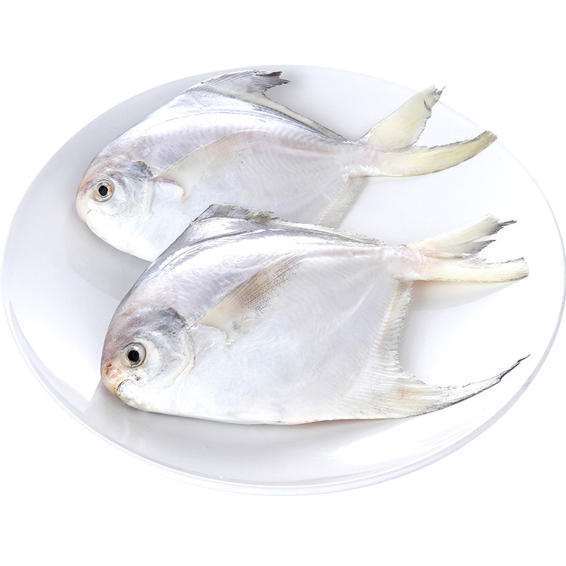 大菜园 新鲜银鲳鱼 鲳鱼 白昌鱼 平鱼 扁鱼鲳 小白鲳 顺丰 1.5kg