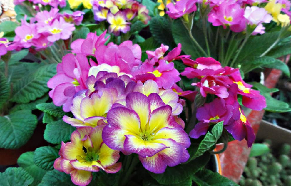 报春花科报春花属二年生草本植物,通常被粉,叶簇生,叶片卵形至椭圆