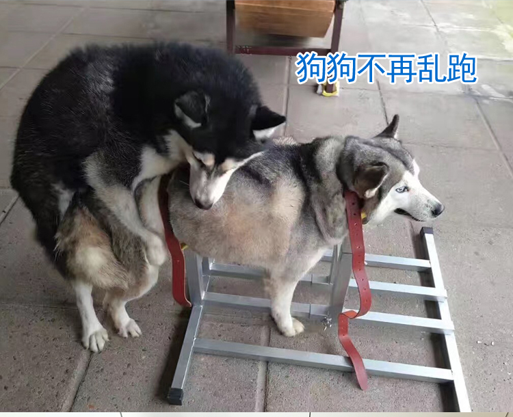 正万福大中小犬配种架配狗架5120斤狗通用法牛柯基柴犬比特马犬德牧等