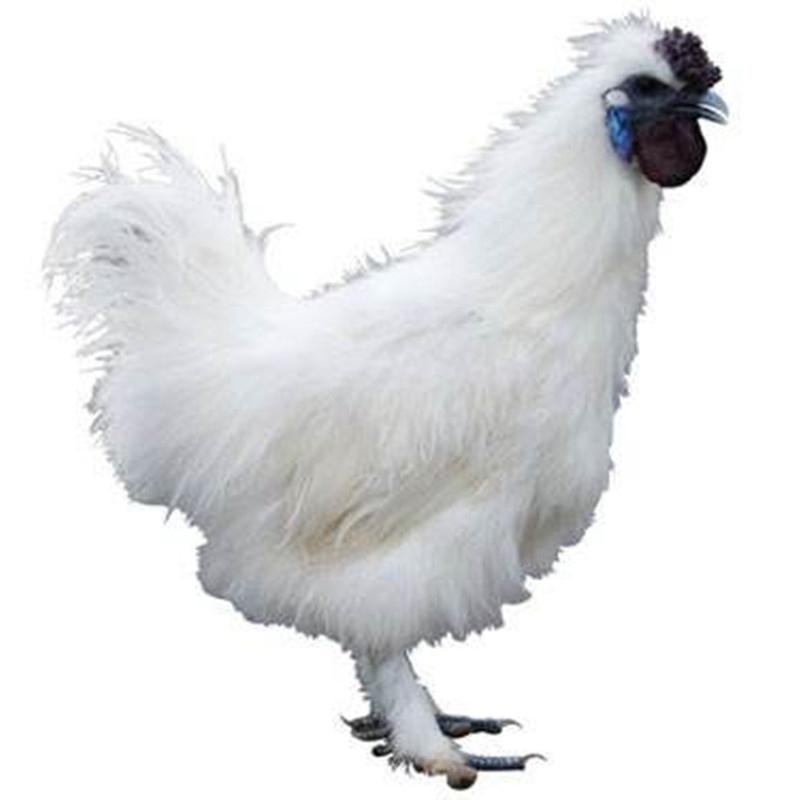 顺丰发货乌鸡肉1100g左右新鲜白凤土鸡现杀活体乌骨鸡整只