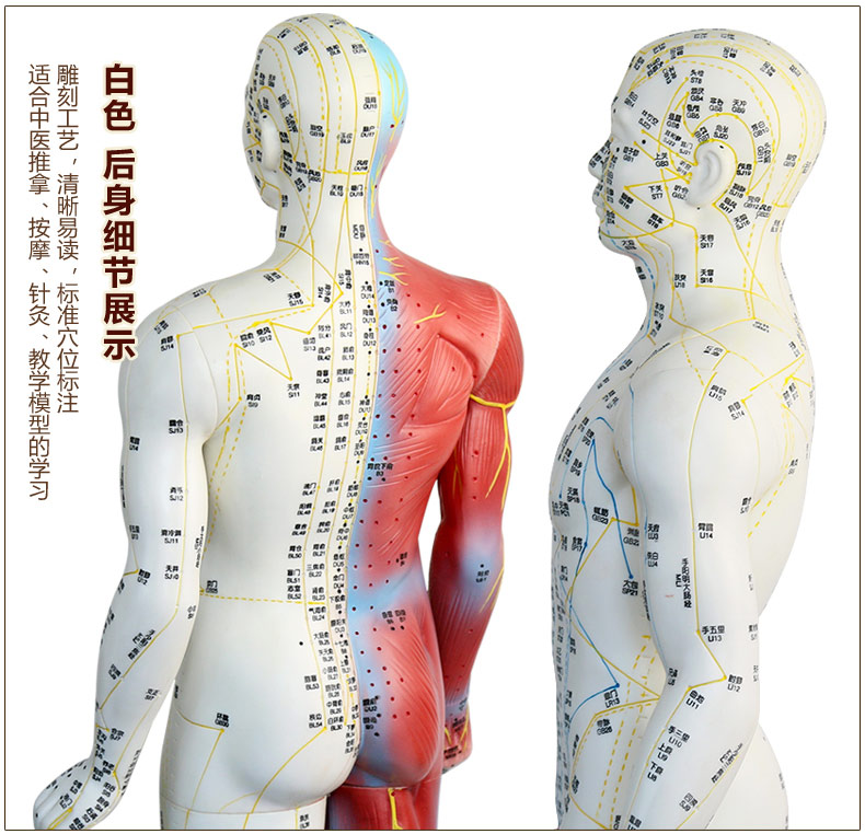 采药师(caiyaoshi) 针灸穴位图经络人体模型小铜人男女中医用教学全身
