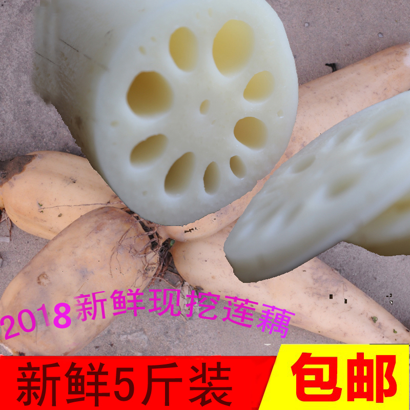 瑞农 山东特产 粉藕 莲藕 煲汤 火锅食材 新鲜蔬菜 5斤装 5斤