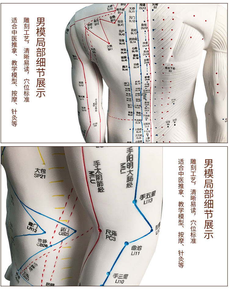 艾妃梦高清中医针灸穴位人体模型经络图人体穴位模型人全身小人按摩