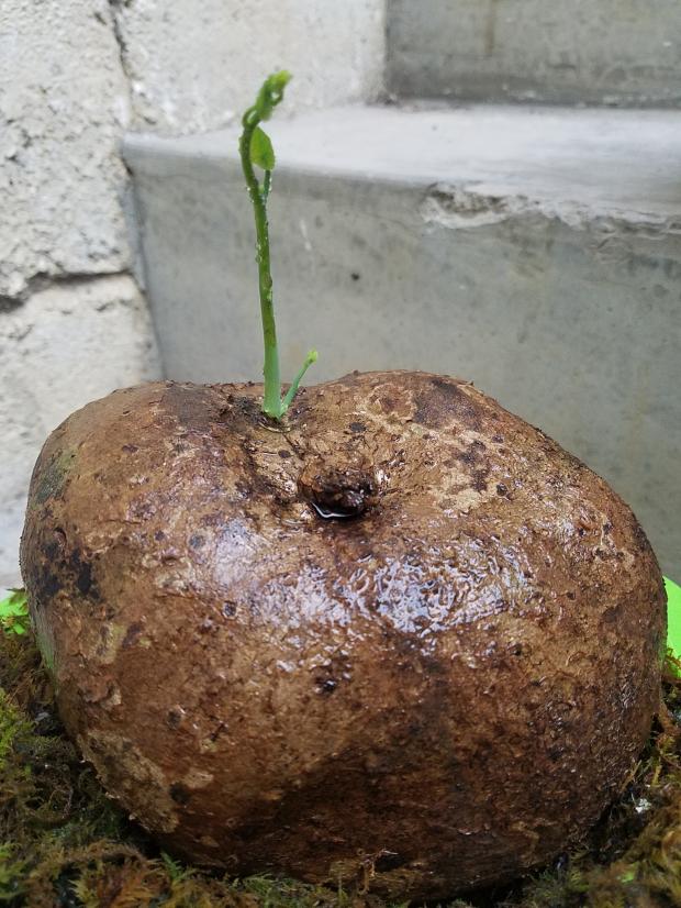 山乌龟金不换块根爬藤室内花卉盆景盆栽植物一物一拍血藤30厘米以上