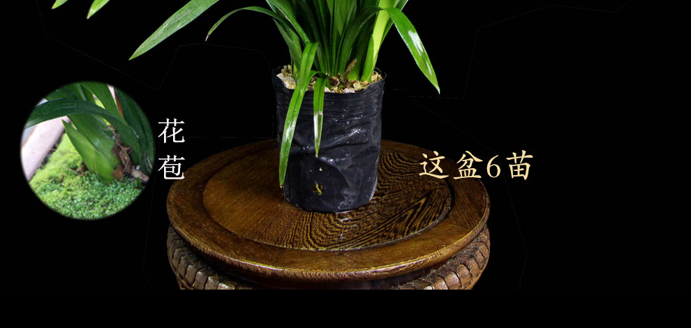 花卉绿植市场价格多少