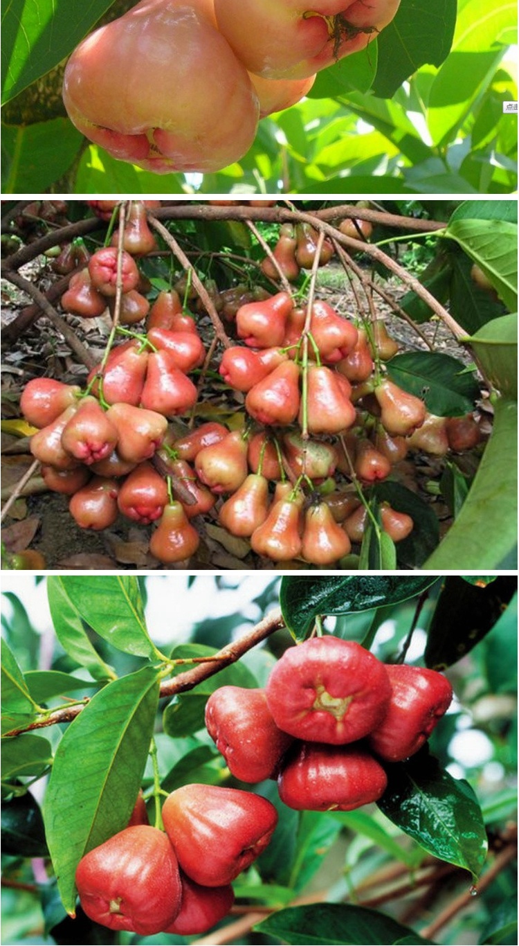 雅柔 进口台湾庭院盆栽黑珍珠莲雾苗 黑金刚莲雾苗 果树苗 青龙 10年