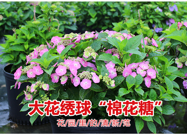 绣球花种子 阳台盆栽八仙绣球种子 紫阳花 天竺葵 洋绣球 种子 紫罗兰