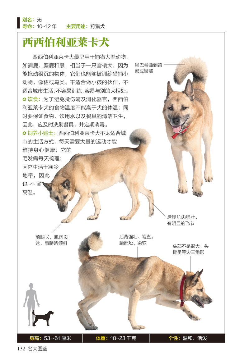 名犬图鉴167种人气宠物犬的特征习性图鉴珍藏丛书动物图鉴书籍时尚