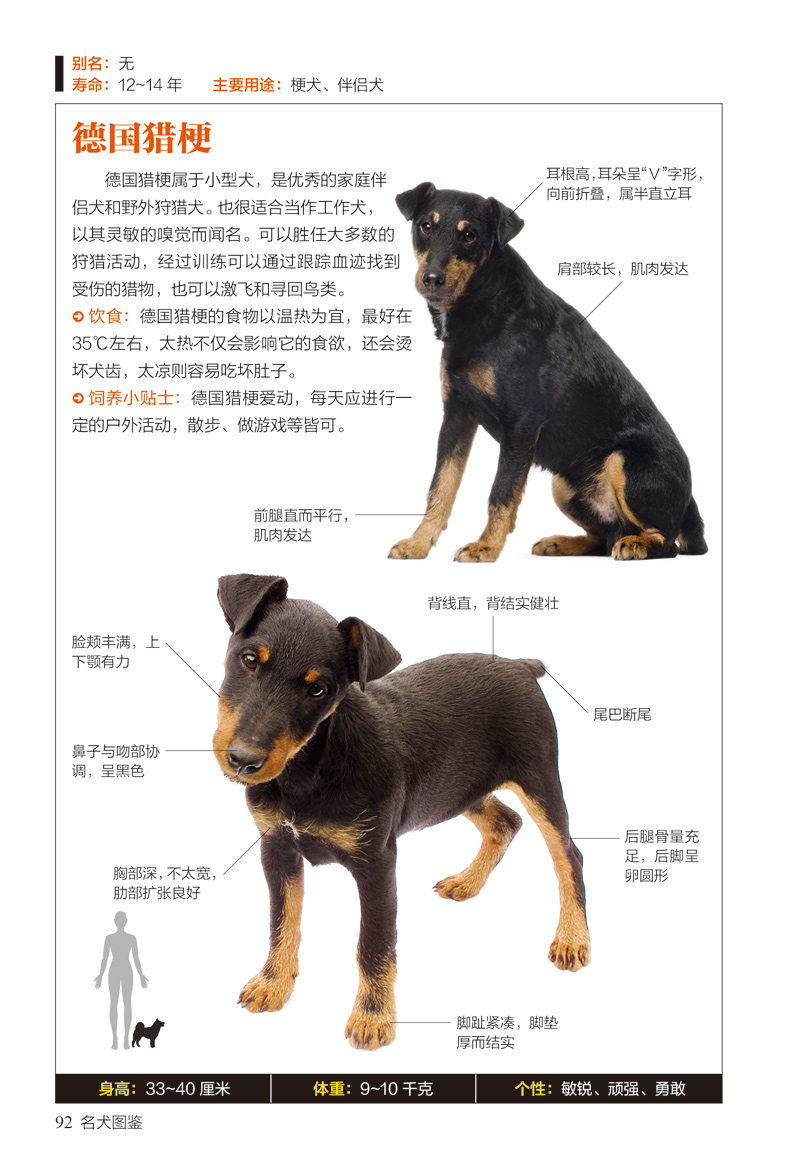 名犬图鉴167种人气宠物犬的特征习性图鉴珍藏丛书动物