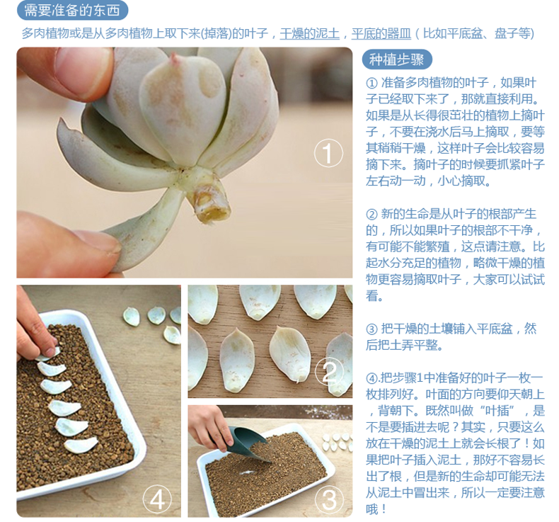 【含盆送土】多肉植物室内盆栽花卉植物防辐射仙人球绿植盆景批发