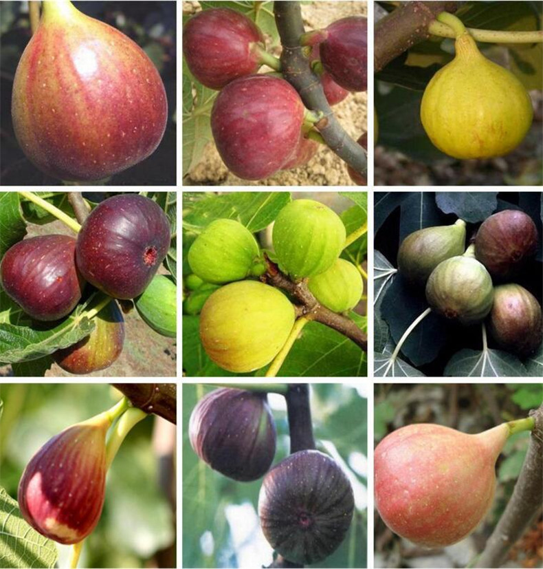 无花果树苗南方北方种植庭院阳台植物绿植花卉当年结果丰产黄10年苗