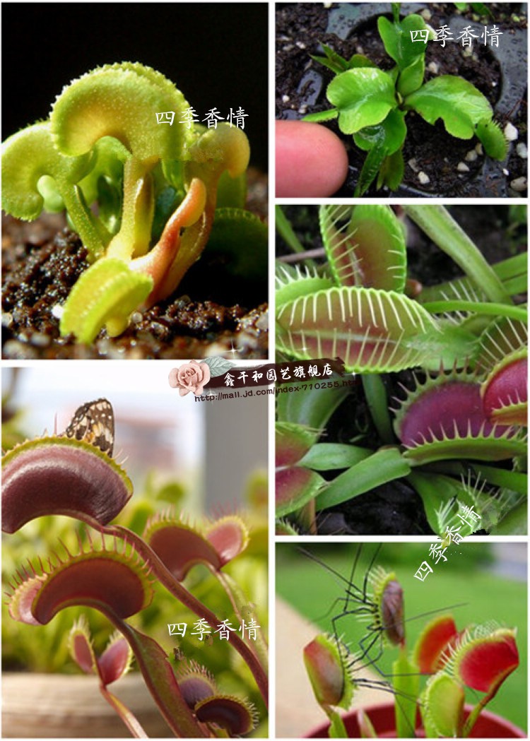 驱虫防蚊香草香艾草猪笼草绿植栀子花卉食虫草驱蚊草花苗盆栽植物 食