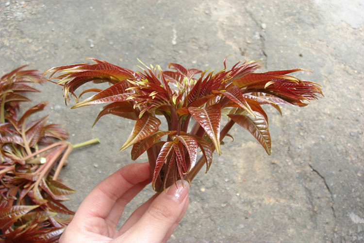 御卉阁 红油香椿树苗批发果树苗盆栽南北方香椿苗红