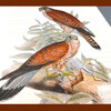 The Illustrated Book of Birds of the World (5 volumes, full color illustrations, hardcover edition) is a beautiful letter set, covering the birds of the five continents of the world, a set of encyclopedic popular science books, and the handed down works of three major ornithologists.