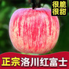 Baoxiansheng Authentic Shaanxi Luochuan Apple Red Fuji Crisp, Sweet and Juicy Seasonal Fresh Fruit for Pregnant Women Whole Box of Fresh Ugly Apples 85-90mm with box 10 jins (net weight 8.8 jins)