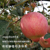 Organic Venus Red Fuji seasonal fruit fresh farm straight hair unwaxed Spring Festival gifts organic Venus apple 60-70mm (about 3 pounds of baby fruit)