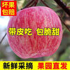 Jixian apples, bursting with sweetness, 2025 authentic Jixian apples, crispy, sweet and juicy Hukou apples, fresh fruit whole box shipped directly from the origin, 8.5 catties, 85mm large fruit, about 18 pieces, Jixian Hukou apples in season