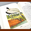 The Illustrated Book of Birds of the World (5 volumes, full color illustrations, hardcover edition) is a beautiful letter set, covering the birds of the five continents of the world, a set of encyclopedic popular science books, and the handed down works of three major ornithologists.