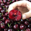 Luxi Chilean cherries JD/SF - door-to-door imported cherry New Year's Day gift fruit gift box 450g (net weight) with box 1kg single fruit 28-30mm