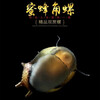 AIPHAROW bee horned snail aquatic plant tank powerful algae removal ornamental algae scraper horned snail activated bottom bed pet fresh water tool snail live killer snail 3 pieces
